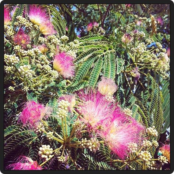 NATURALEZA