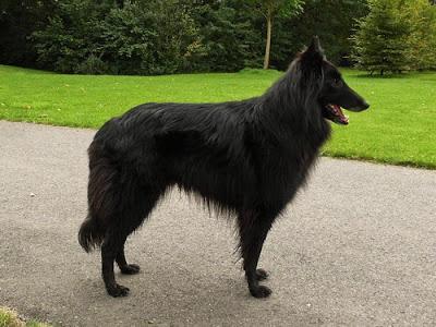 De perros en el parque y de Pastores Belgas