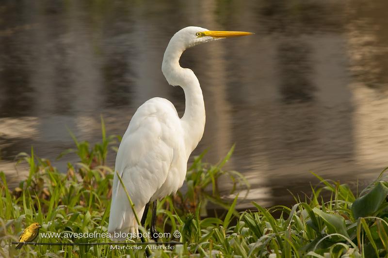 Garza blanca (Great Egret)