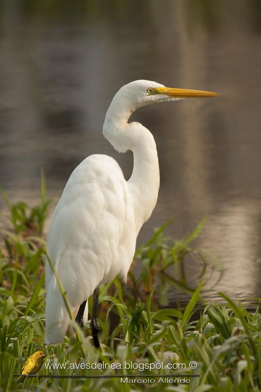 Garza blanca (Great Egret)