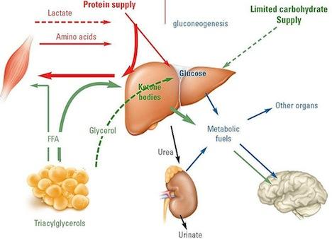 Dietas desequilibradas producen cetosis