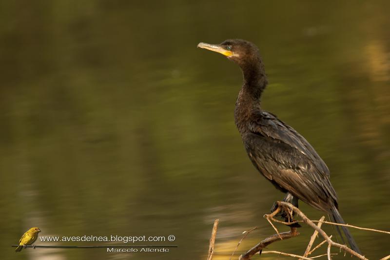 Biguá (Neotropic Cormorant)