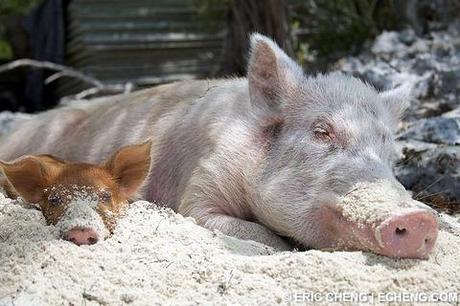 pigs-of-bahamas-59