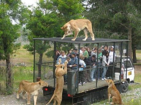 safari-cage-tours