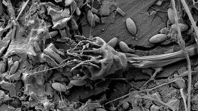 Isla Flotante de los Microbios