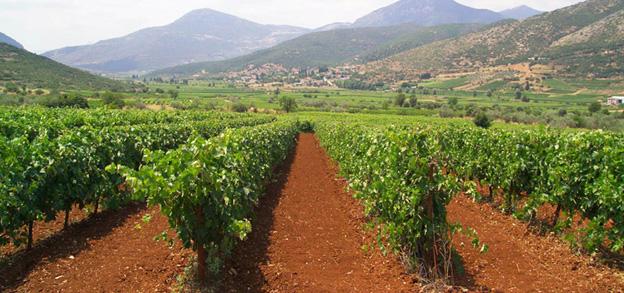 El vino de Hércules