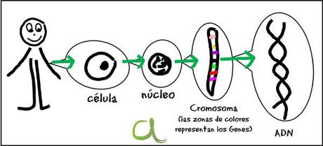 Donde estan los genes