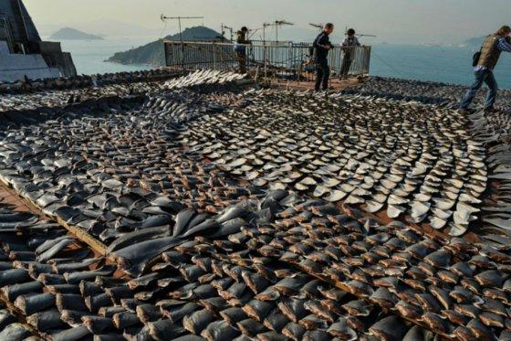UE prohíbe la amputación de las aletas de tiburones a bordo de los buques