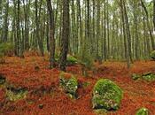 Escasa prevención para evitar fuegos bosques España