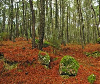 Escasa prevención para evitar los fuegos en los bosques de España