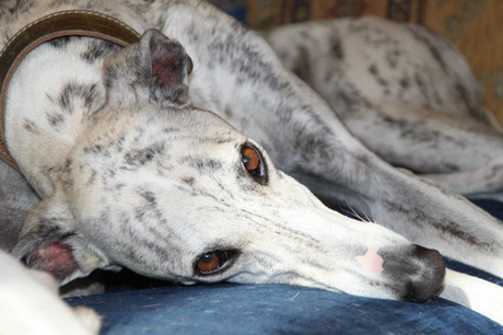 El maltrato a galgos en España llega al Parlamento Europeo