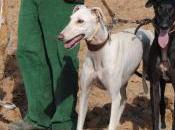 maltrato galgos España llega Parlamento Europeo