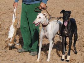 Galgos, caza de liebre