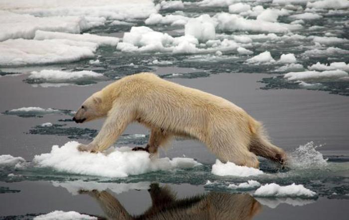 Salvemos al oso polar