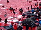 matanza delfines
