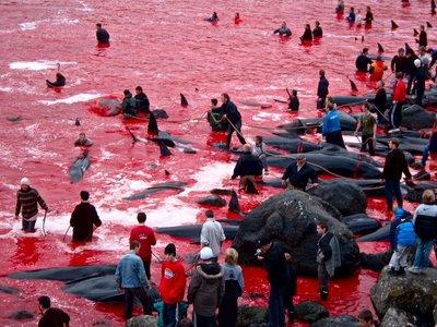 NO a la matanza de delfines