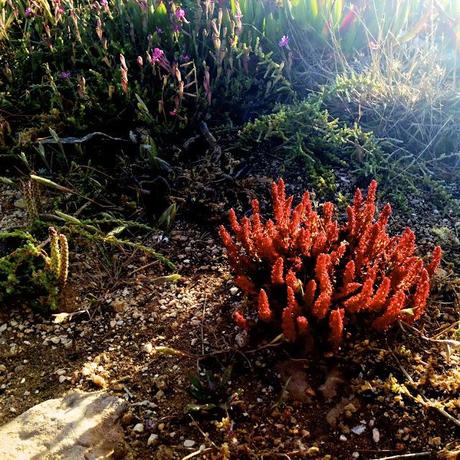 Algarve. Mayo de 2013. Sagres. Fortaleza de Sagres