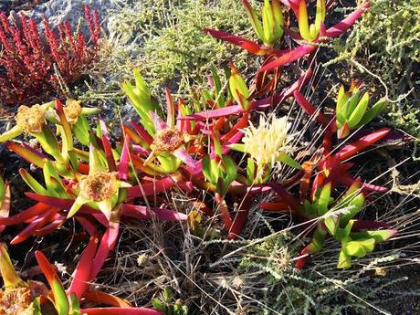 Algarve. Mayo de 2013. Sagres. Fortaleza de Sagres