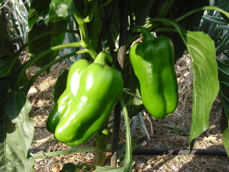 LA ACTIVIDAD EN EL HUERTO EN JUNIO