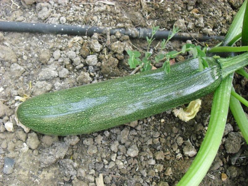 LA ACTIVIDAD EN EL HUERTO EN JUNIO