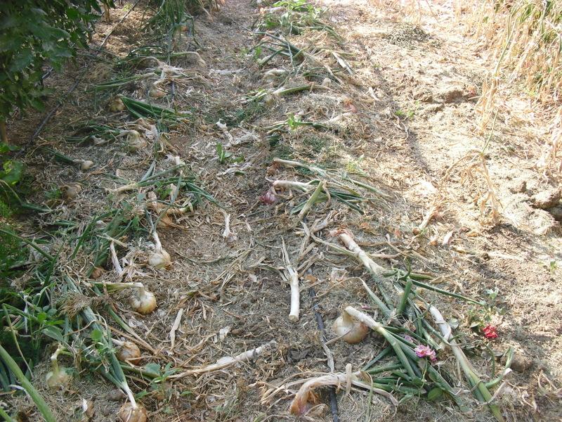 LA ACTIVIDAD EN EL HUERTO EN JUNIO