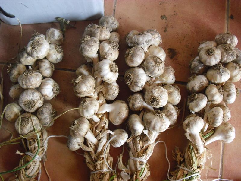 LA ACTIVIDAD EN EL HUERTO EN JUNIO