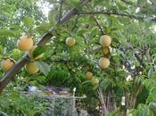 actividad huerto junio