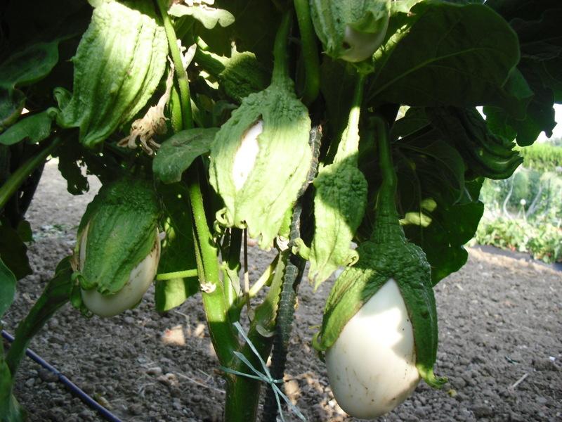 LA ACTIVIDAD EN EL HUERTO EN JUNIO