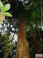 Bijagua de Upala -Heliconias Lodge and Rainforest-