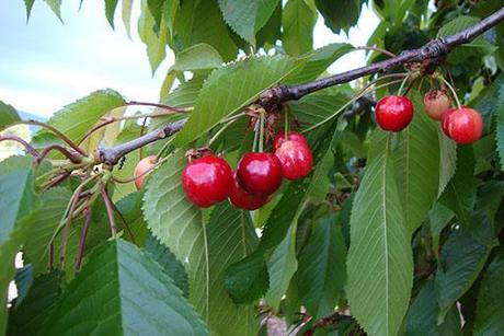 Cerezas del Bierzo, fruta fresca en casa en menos de 24 horas