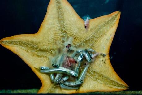 Digestión en estrellas de mar “asteroidea”