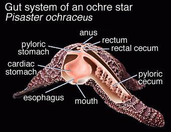 Digestión en estrellas de mar “asteroidea”