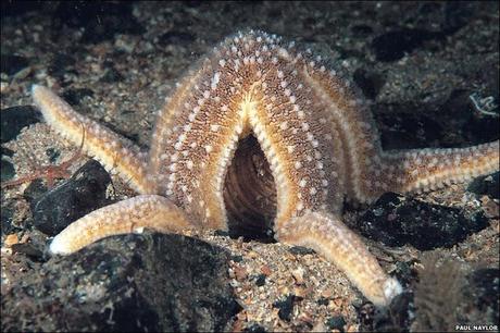 Digestión en estrellas de mar “asteroidea”