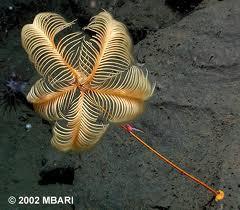 Digestión en lirios de mar “crinoidea” Digestión en lirios de mar “crinoidea”