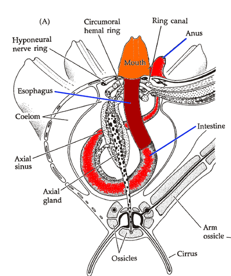 Digestión en lirios de mar “crinoidea” Digestión en lirios de mar “crinoidea”