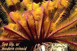 Digestión en lirios de mar “crinoidea”