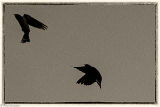 Danza de Golondrinas