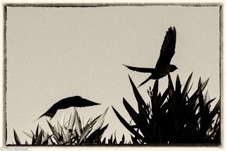 Danza de Golondrinas