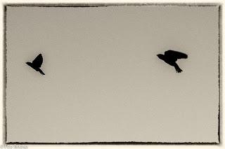 Danza de Golondrinas