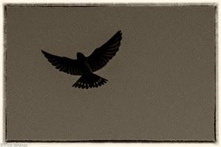 Danza de Golondrinas