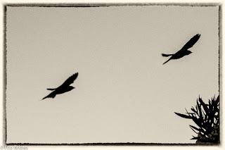 Danza de Golondrinas