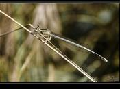 Platycnemis Latipes