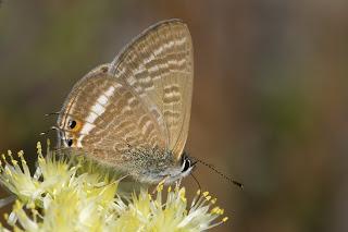 Para ampliar Lampides boeticus (Canela estriada) hacer clic
