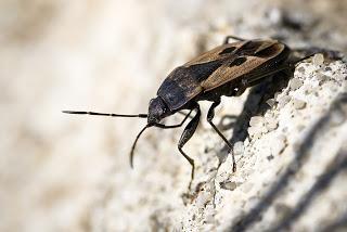 Para ampliar Rhyparochromus pini (Linnaeus, 1758) hacer clic