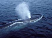 Circulación sangre... metros profundidad