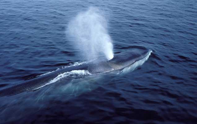 ballena de aleta (Balaenoptera physalus)