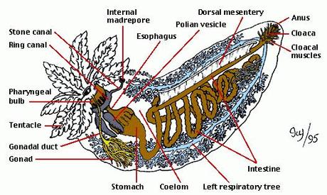 Digestión en los pepinos de mar “holoturoidea”