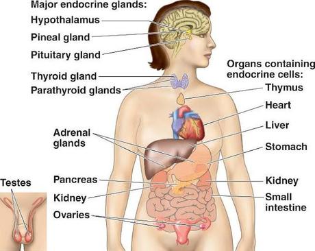 Glándulas asociadas al sistema digestivo de los vertebrados