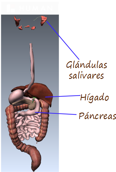 Introducción a las glándulas asociadas al sistema digestivo de los vertebrados