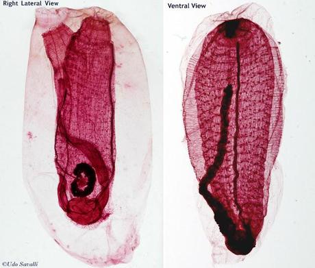 La digestión en Hemicordados